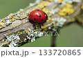 This close-up video shows a ladybug (ladybird beetle) actively traversing a rough tree branch dusted with colorful lichens. 133720865