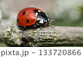 red ladybug moves on branch, side view, macro 133720866