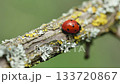 Macro video capturing the journey of a bright red ladybug (ladybird beetle) as it actively crawls along a textured, lichen-covered tree branch. 133720867