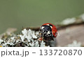 High-definition footage capturing the sophisticated behavior of an insect: a ladybug is shown cleaning itself on a lichen-covered branch. 133720870