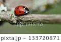 Extreme close-up, side view of a vibrant red and black ladybird (ladybug) stationary on a weathered tree branch. 133720871