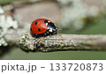 Close-up, high-angle video of a seven-spotted ladybug (Coccinellidae) traversing a textured, organic surface. 133720873