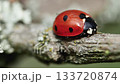 Cinematic macro footage of a ladybug perched calmly on a piece of rustic wood. 133720874
