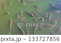 A school of large fish gasps out of the dirty water of a lake. 133727856