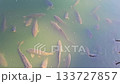 A school of large fish gasps out of the dirty water of a lake. 133727857