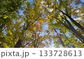 青空とまぶしい日差しに輝く紅葉　光に透ける葉が美しい秋の自然風景と木漏れ日 133728613