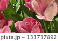 Tulips flowers delicate pink spring blooms. 133737892