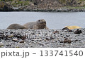 Elephant Seal on the beach resting  133741540