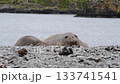 Elephant Seal on the beach resting  133741541