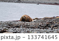 Elephant Seal on the beach resting  133741645