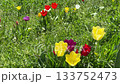 Spring tulips yellow and red flowers in the meadow grass. 133752473