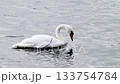 slow motion video of swans on the river 133754784