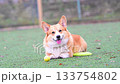 Video of a Welsh Corgi playing on a playground 133754802