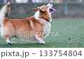Video of a Welsh Corgi playing on a playground 133754804