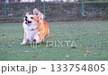 Video of a Welsh Corgi playing on a playground 133754805