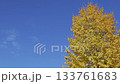 イチョウ・青空 133761683