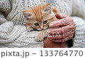 An elderly woman with a cute red kitten. An elderly woman keeps a cat on the street. A small charming red kitten in the arms of an elderly woman. She loves spending time with her pet. Family pets. 133764770
