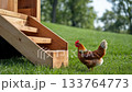 Chickens on wooden ramp outside rustic coop. Early morning light. Autumn tones. Misty countryside background. Peaceful rural life scene. Natural farm setting. Soft focus. Agriculture, animals 133764773
