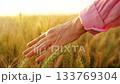 Female hand touches ripe ears of wheat at sunset. 133769304