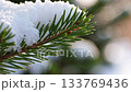 Closeup of snowcovered pine branches glinting in sunlight 133769436