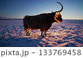 Majestic highland cow illuminated by festive string lights in snowy twilight landscape 133769458