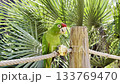Green parrot eats an apple in a park with trees in the background 133769470