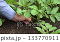 A man thinning out potatoes (April) Home garden Fix 133770911