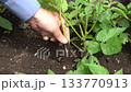 A man thinning out potatoes (April) Home garden Fix 133770913