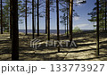 Walking along the Baltic dunes in summer. High dunes with green trees, grass and reliefs against the sea. Baltic Sea. National Park. Latvia. High quality shooting in 4K format. 133773927
