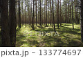 A walk in the National Park in Latvia at the summer. Coniferous forest in early early summer. Traps and directions for outdoor activities. 133774697