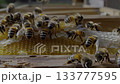 Honey bees working on honeycomb frame 133777595