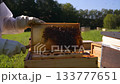 Beekeeper brushing bees off honeycomb frame 133777651