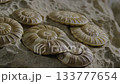 Prehistoric ammonite fossils embedded in rock 133777654