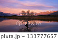 Willow tree standing alone in lake at sunset with mountain reflection 133777657