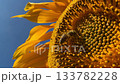 Bee collecting pollen from a sunflower.  133782228