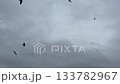 Birds crows flying in the gloomy sky. 133782967