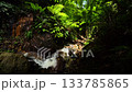 Stream of water running over rocks in shaded rainforest surrounded by thick tropical vegetation. Baslay, Negros, Philippines. 133785865