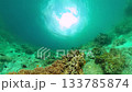Underwater life with colorful tropical fish and corals. Marine sanctuary, protected area. 133785874
