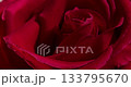 Close up of Beautiful Red Rose Petals Blooming Slowly 133795670