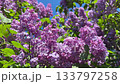 Lilac flowers spring beautiful blossom. 133797258