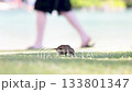 公園の芝生の上で餌を食べるスズメ 133801347