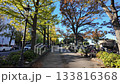 Yamashitacho, Yokohama, Kanagawa, Japan, Tree-lined pedestrian walkway in urban park on sunny autumn day 133816368