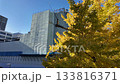 Yokohama Marine Tower, Yamashitacho, Yokohama, Kanagawa, Japan Autumn trees with yellow leaves in urban cityscape under clear blue sky 133816371