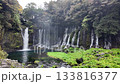 Shiraito Falls at Fujinomiya, Shizuoka, Japan, Multiple small waterfalls flowing over mossy rocks in forest landscape 133816377