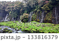 Shiraito Falls at Fujinomiya, Shizuoka, Japan, Waterfalls flowing over rocky cliffs in lush forest landscape 133816379