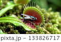 Extreme close up sequence shows delicate trigger hairs bending as fly brushes past, followed by rapid clamp of trap and tiny movements from captured insect before plant begins slow digestion phase. 133826717