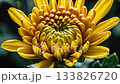 Detailed macro shot captures single golden chrysanthemum bud in early blooming stage, layered petals pressed together in circular pattern 133826720