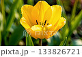 Detailed macro shot captures single bright yellow tulip blossom in spring garden, petals unfolding wide around dark center as tiny water droplets shimmer in backlight 133826721