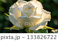 Detailed macro shot captures single creamy white rose bud unfolding petal by petal, sparkling water droplets sliding along edges in golden backlight to create elegant timelapse 133826722