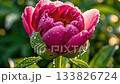 Detailed macro shot captures tight pink and green peony bud wrapped in glistening dew beads, with soft bokeh background suggesting timelapse 133826724